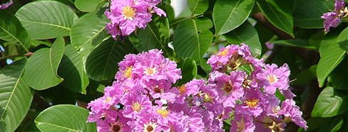 Hojas de Banaba